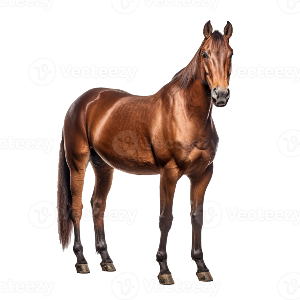 horse isolated on background with png