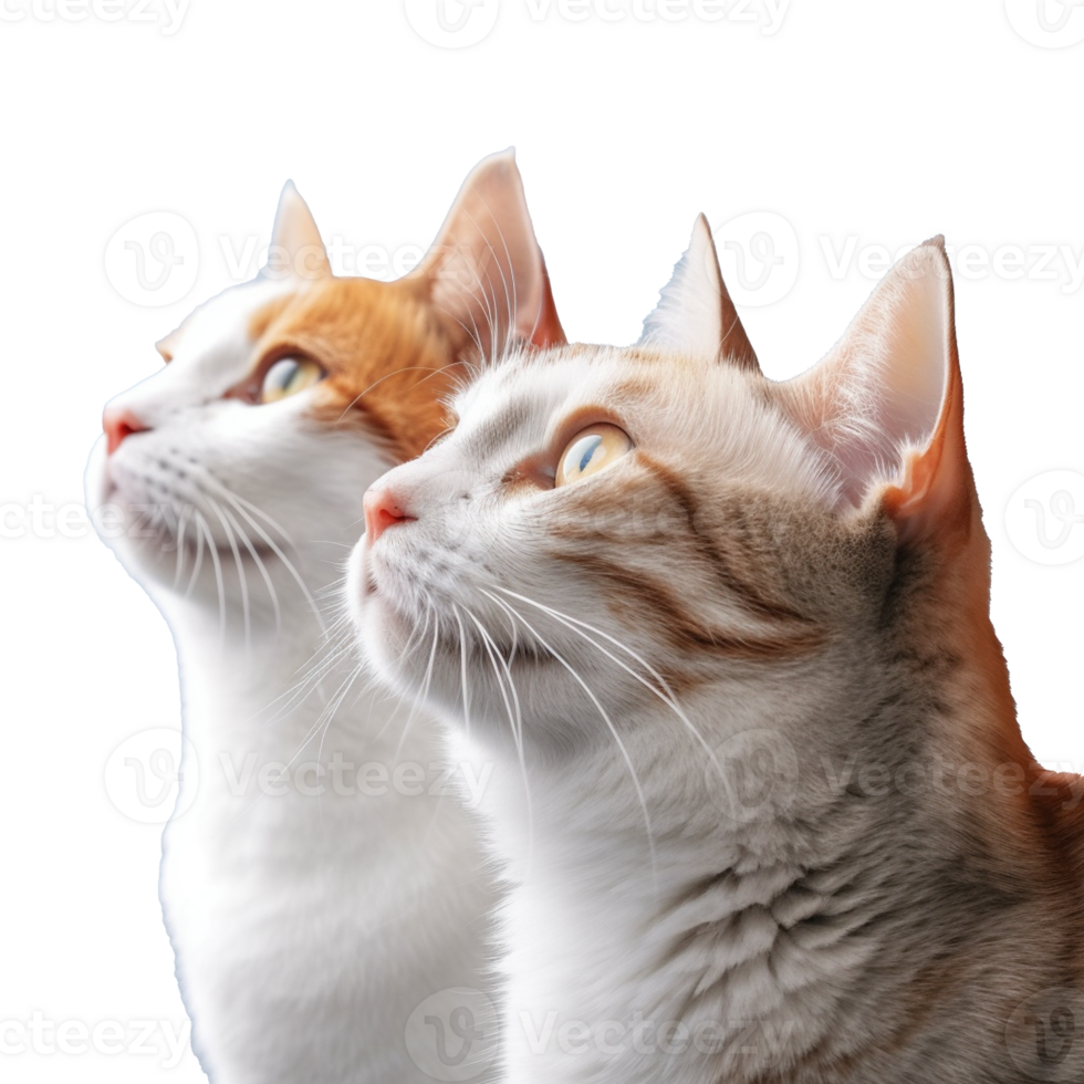 cat isolated on background with png