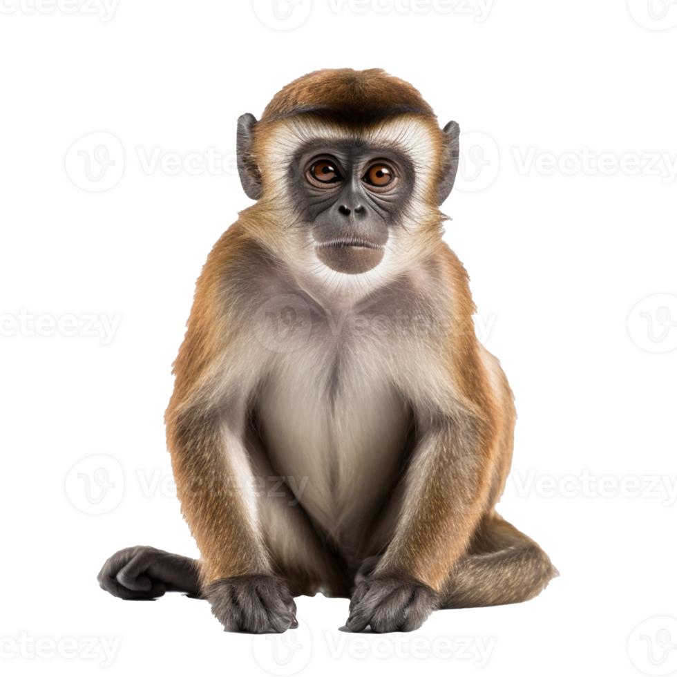 macaco isolado em fundo com generativo ai png