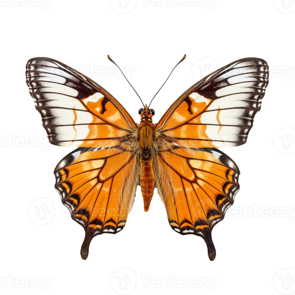 butterfly isolated on background with png