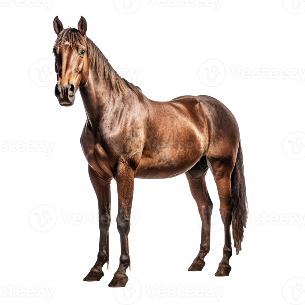 horse isolated on background with png