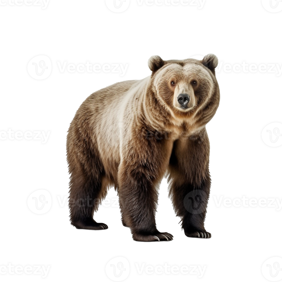 bear isolated on background with png