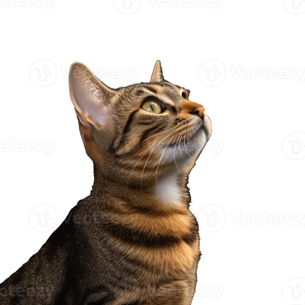 cat isolated on background with png