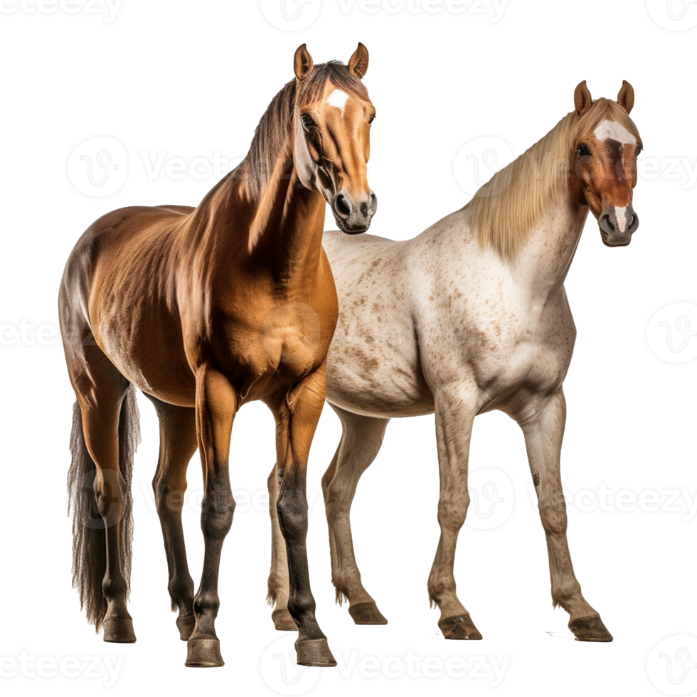 horse isolated on background with png