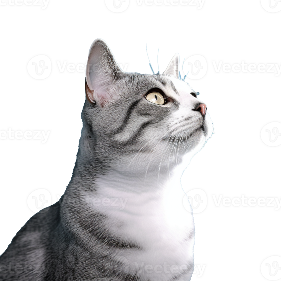 cat isolated on background with png