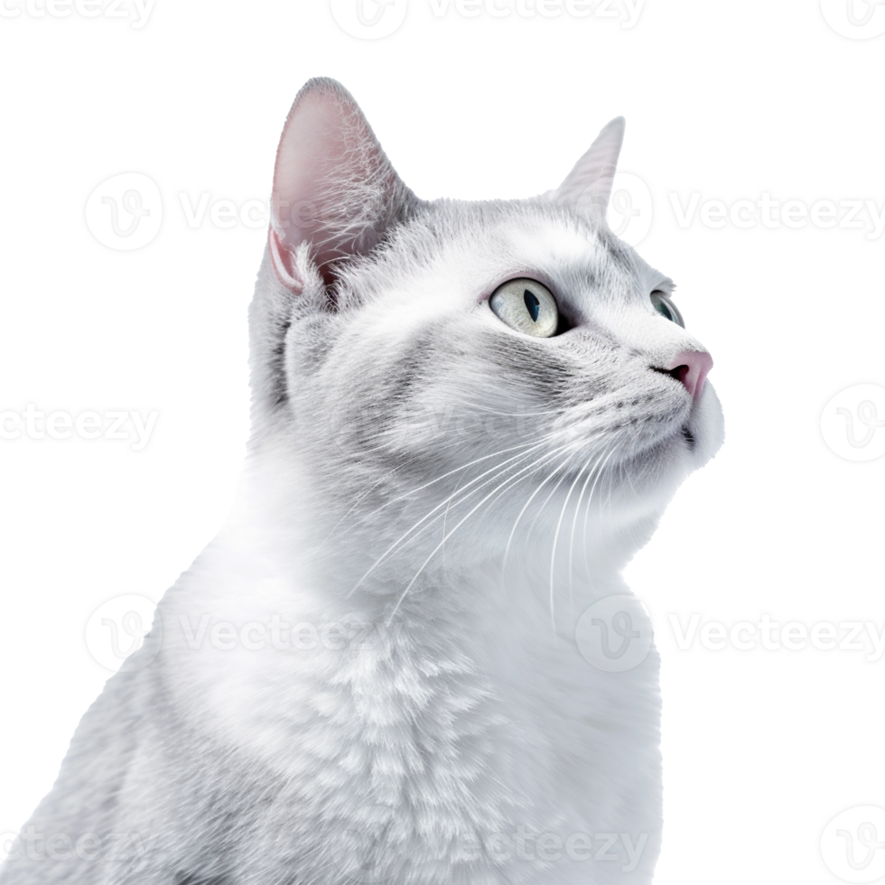 cat isolated on background with png