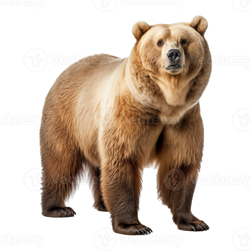 bear isolated on background with png