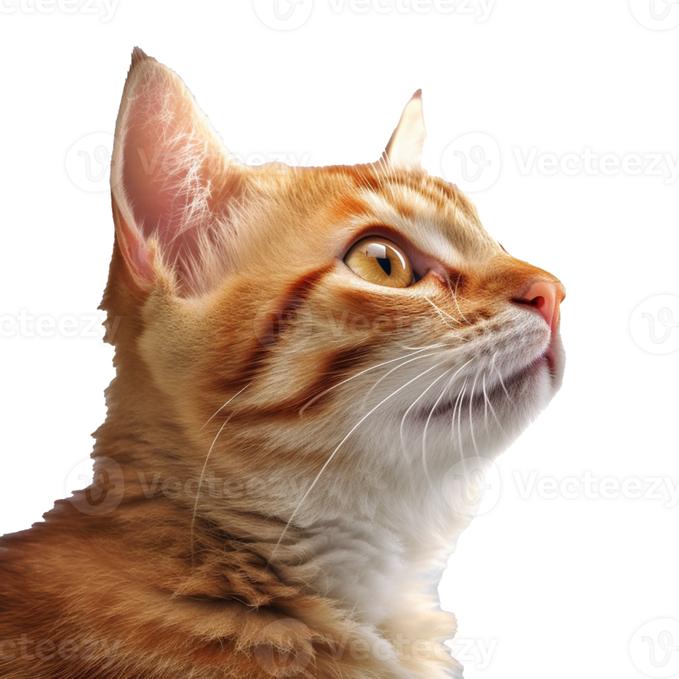 cat isolated on background with png