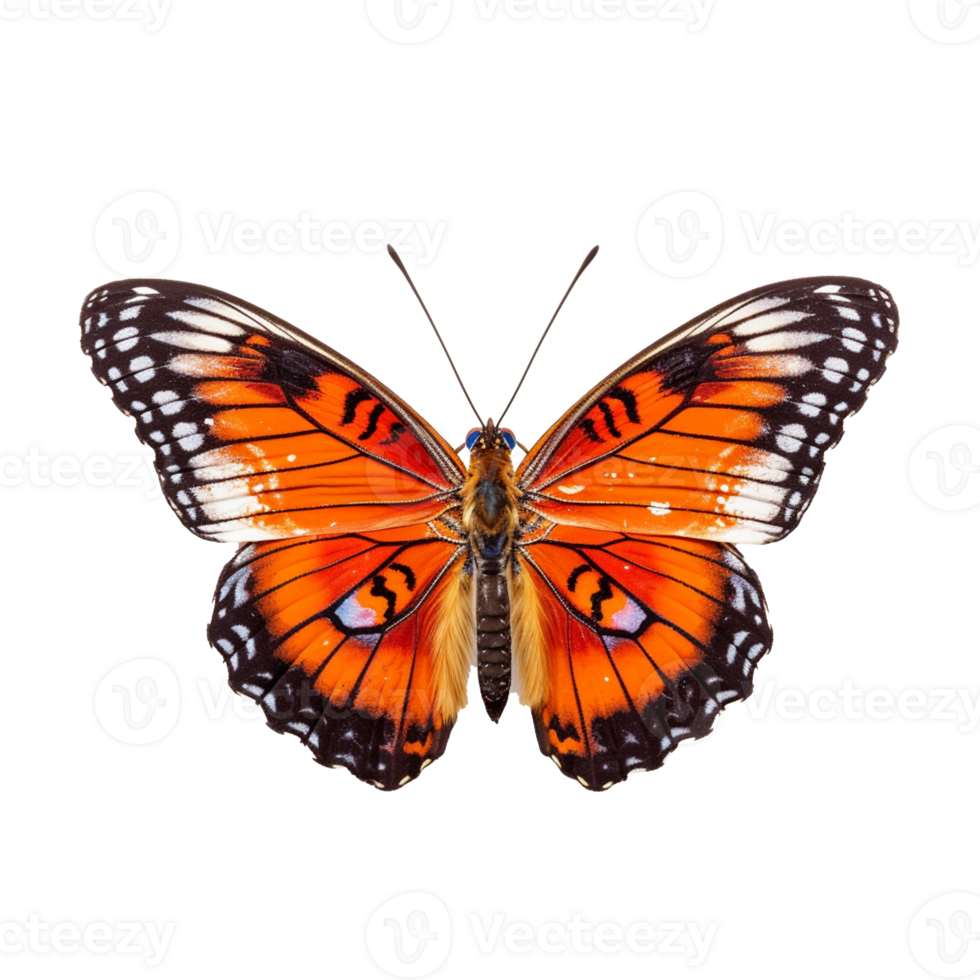 butterfly isolated on background with png