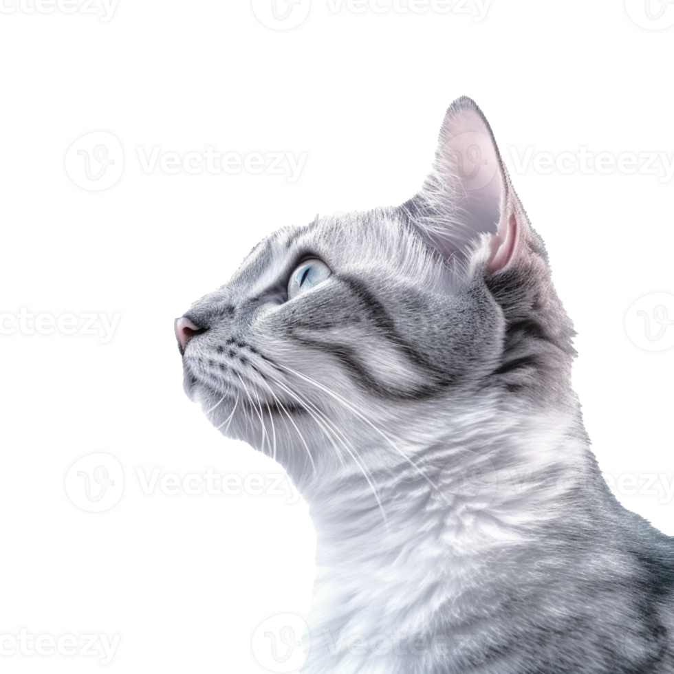cat isolated on background with png