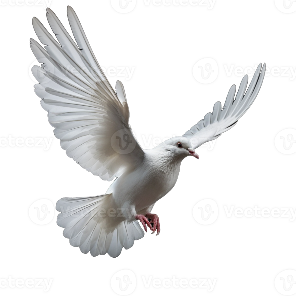 white dove isolated on background with png