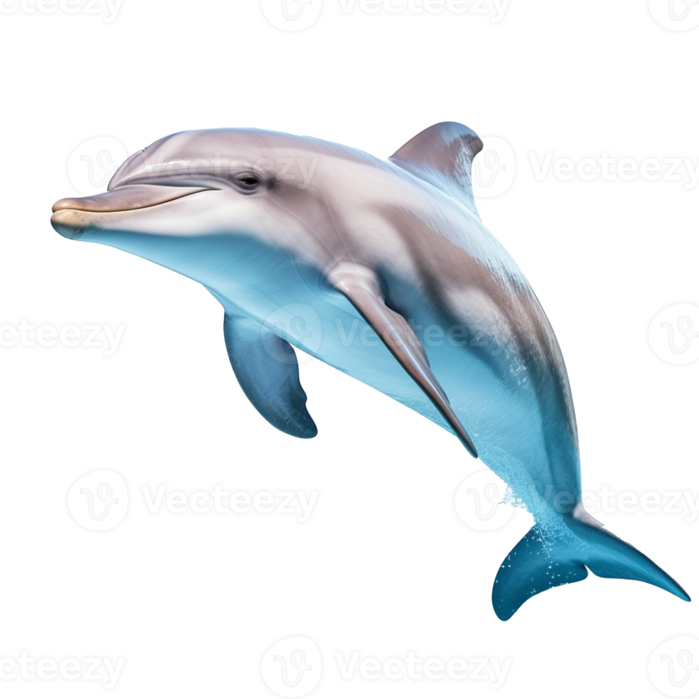 Dolphin isolated on background with png