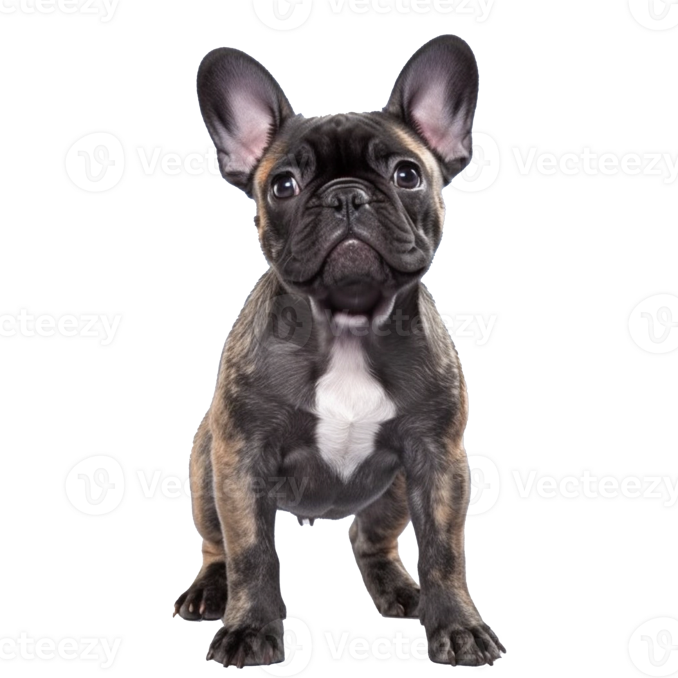 french bulldog isolated on background with png