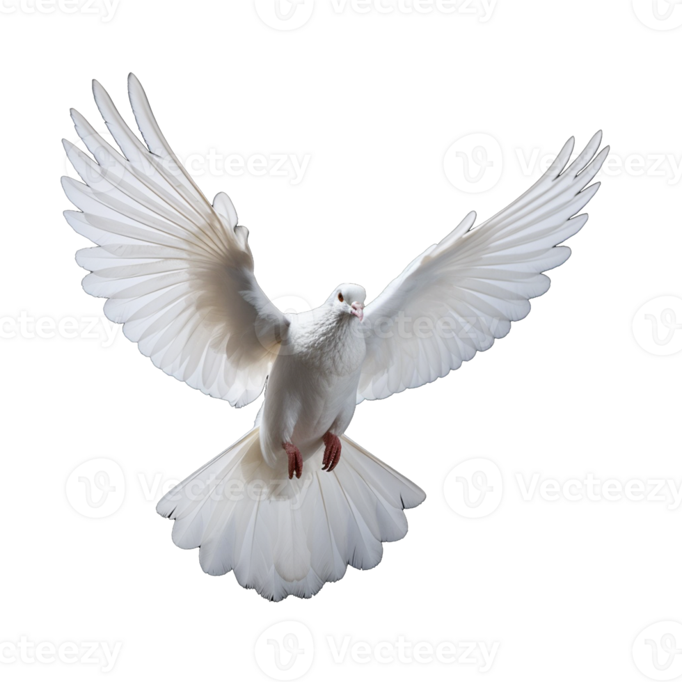 white dove isolated on background with png