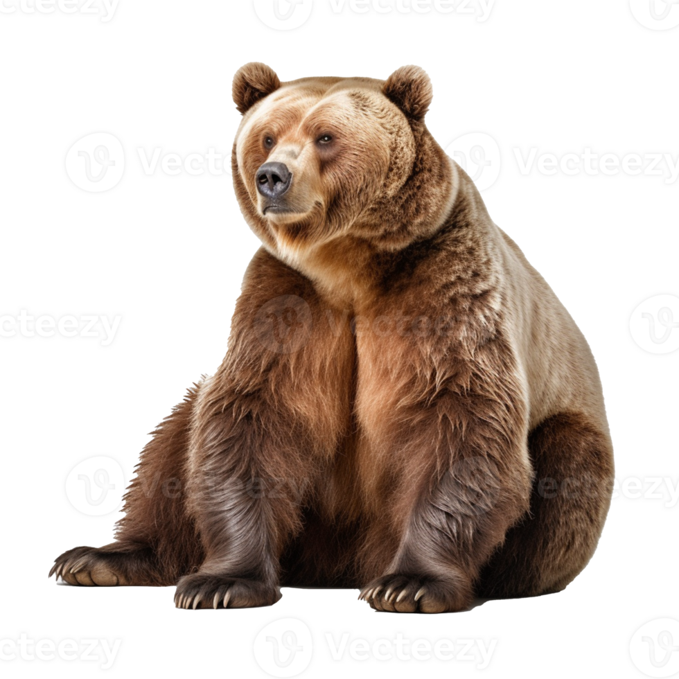 bear isolated on background with png