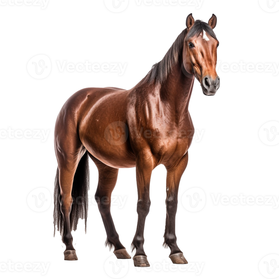 horse isolated on background with png