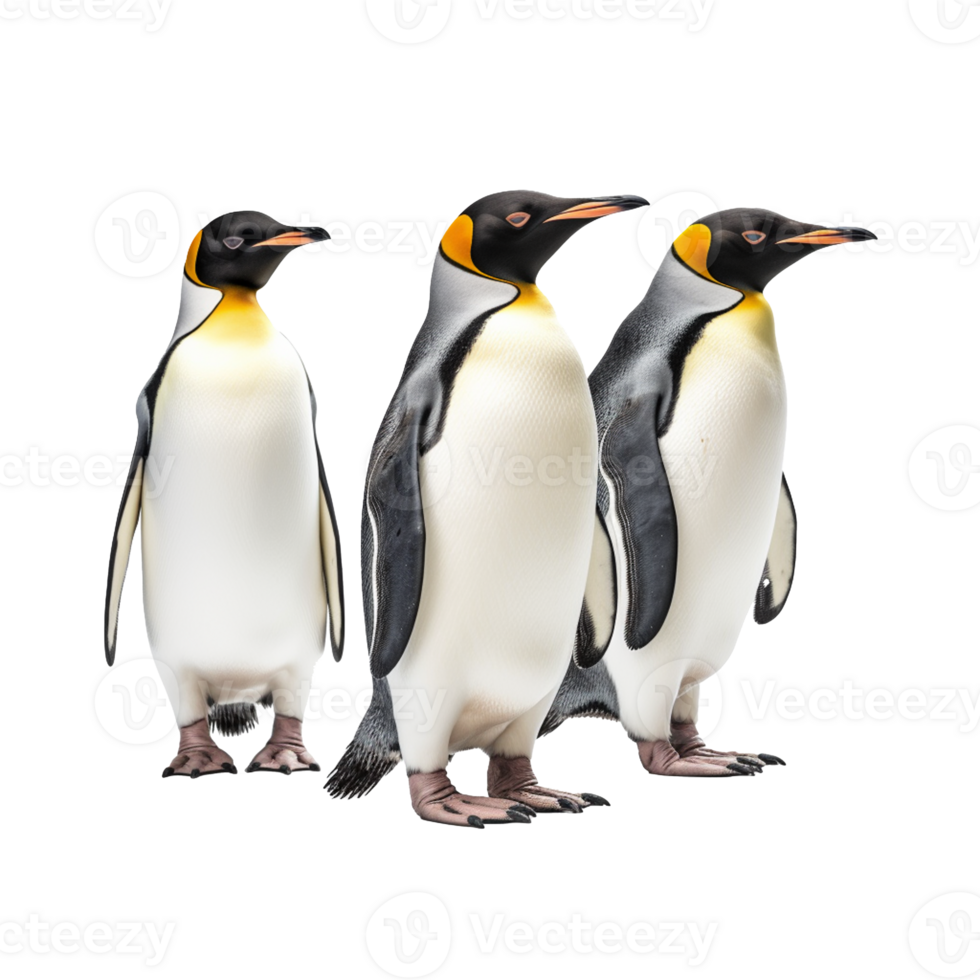 penguin isolated on background with png
