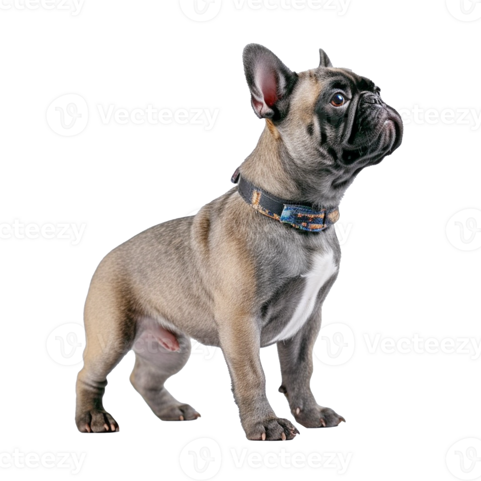 french bulldog isolated on background with png