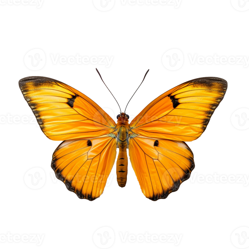 butterfly isolated on background with png