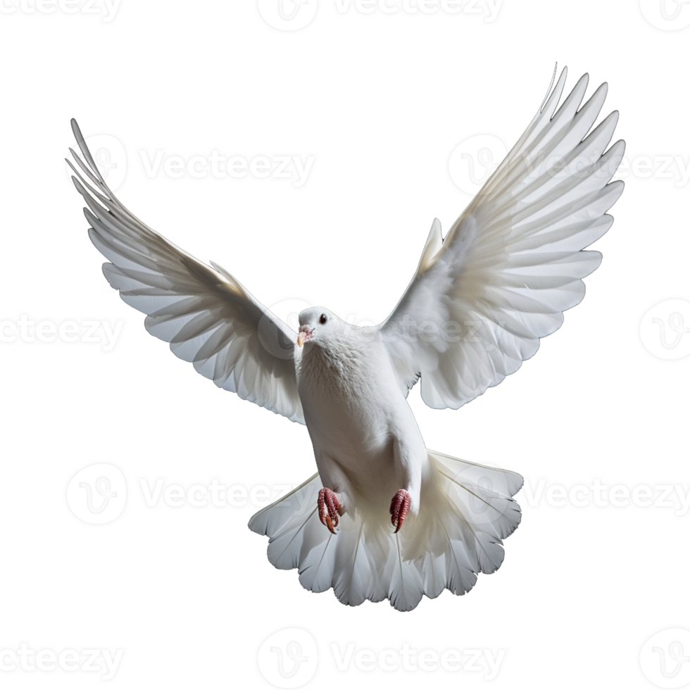 white dove isolated on background with png