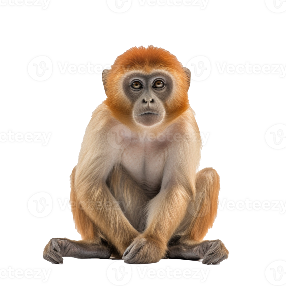 monkey isolated on background with png