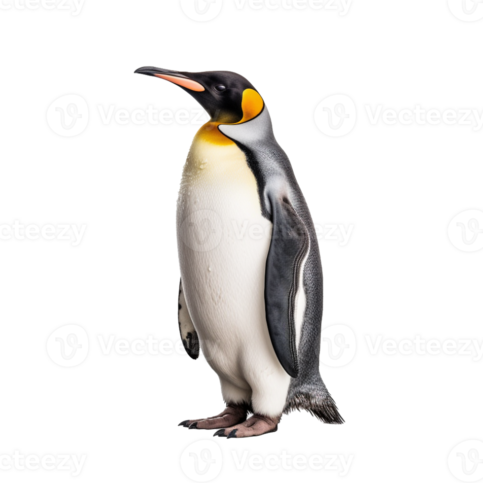 penguin isolated on background with png