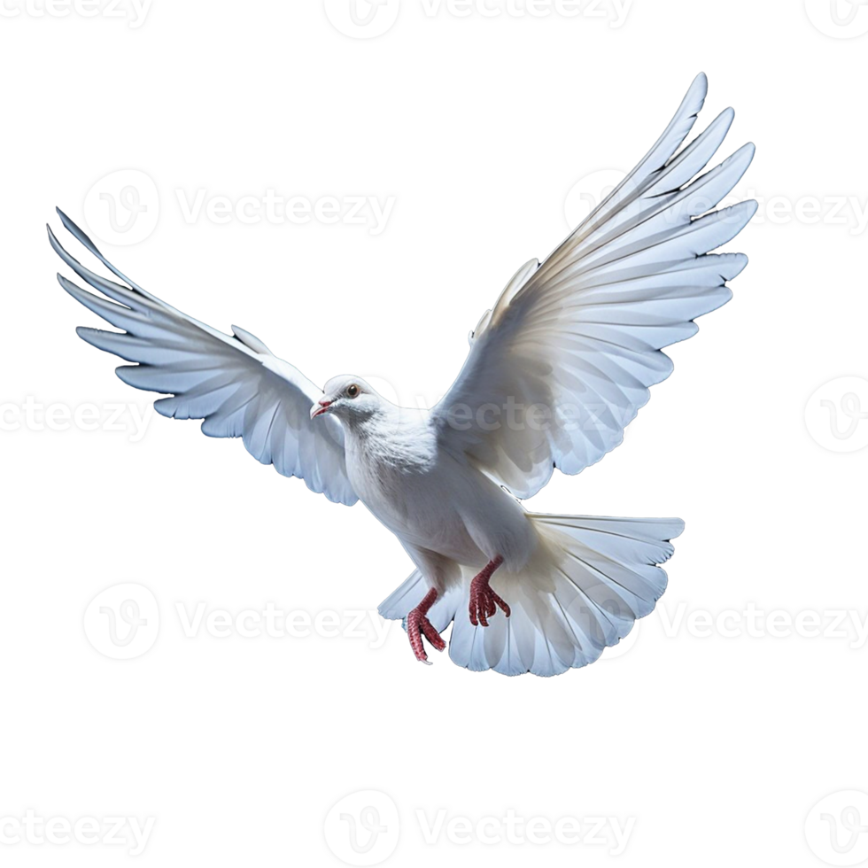 white dove isolated on background with png