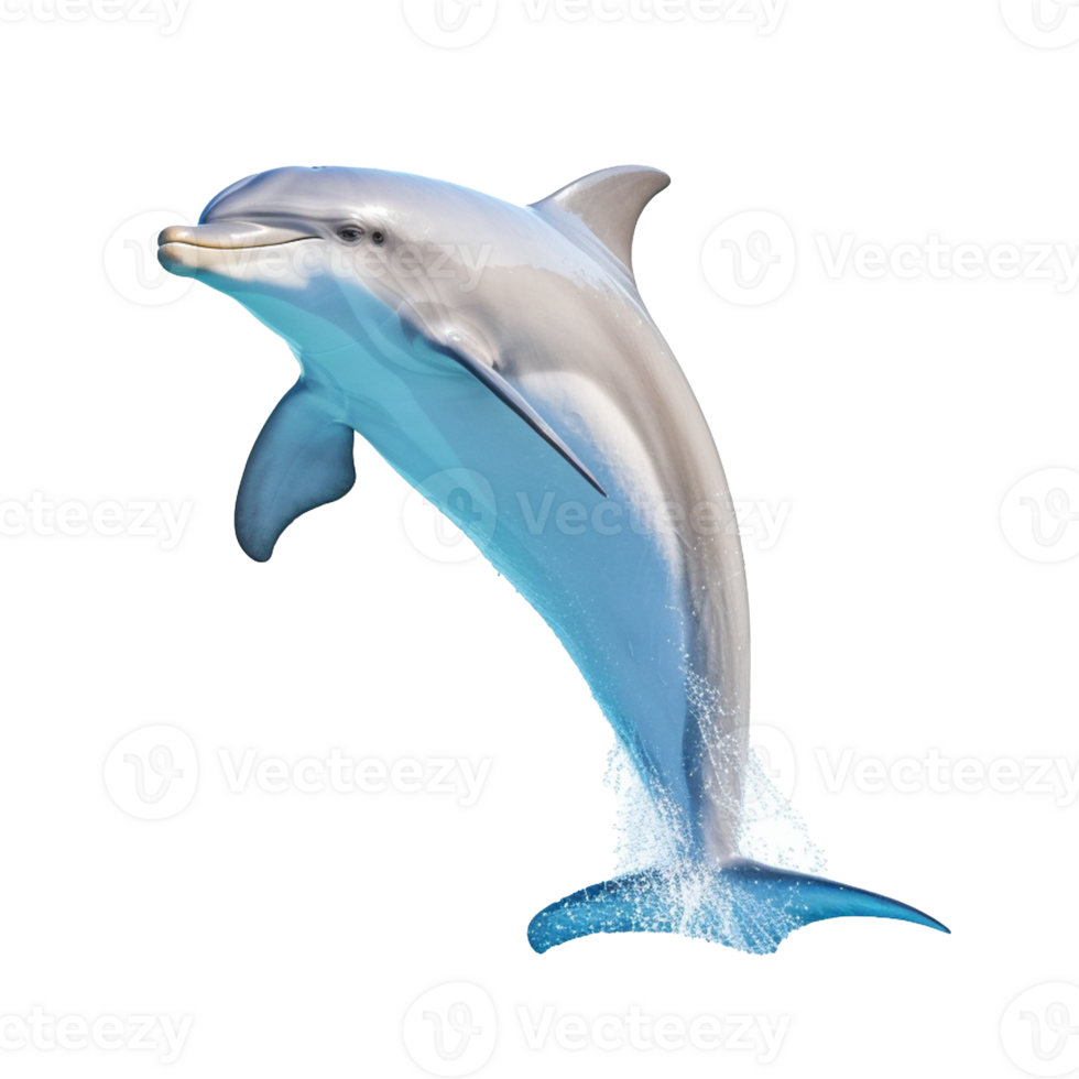 Dolphin isolated on background with png