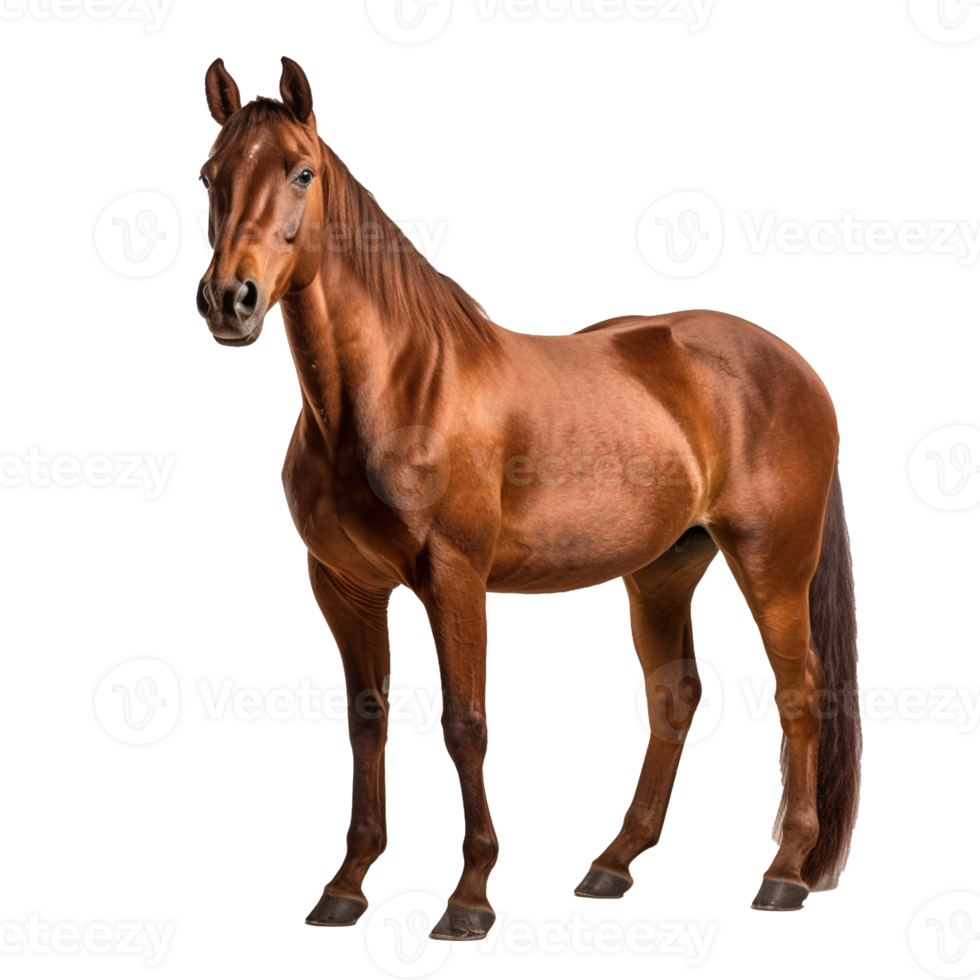 cavalo isolado em fundo com generativo ai png