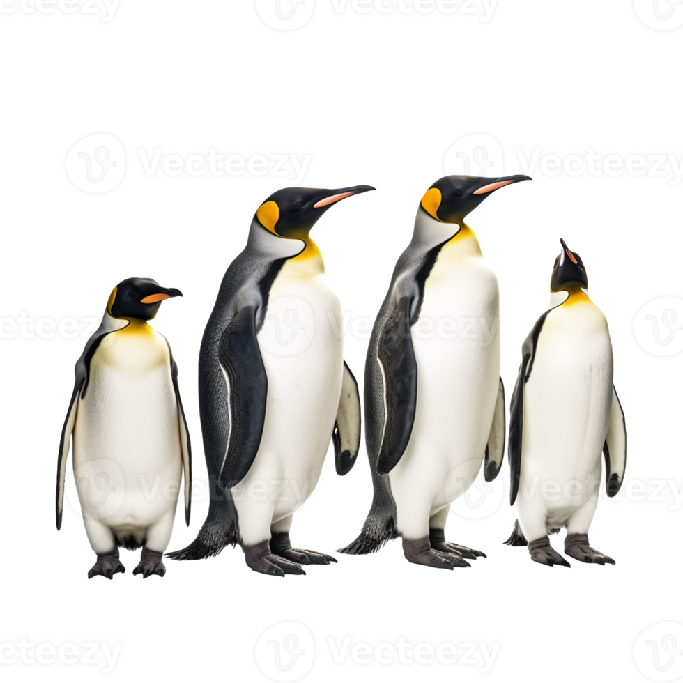 penguin isolated on background with png