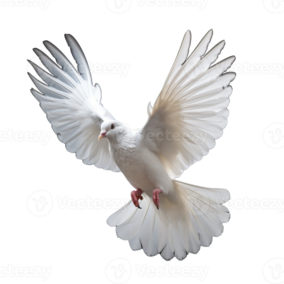 white dove isolated on background with png