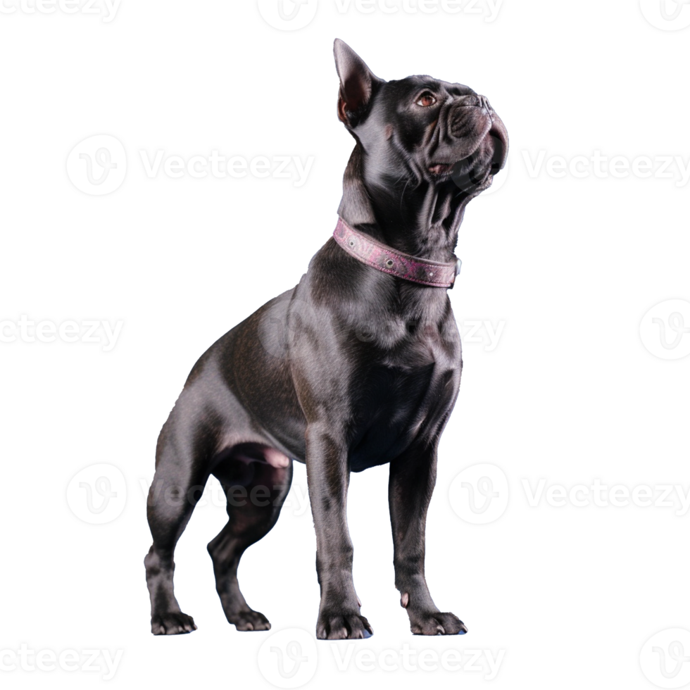 french bulldog isolated on background with png