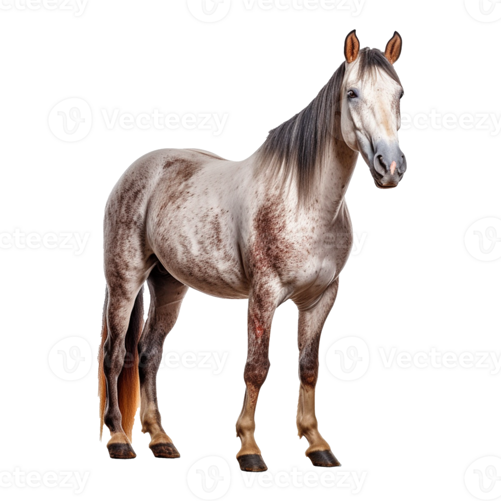 horse isolated on background with png