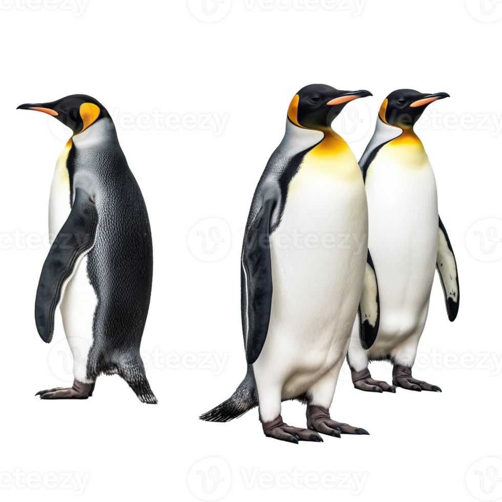 penguin isolated on background with png
