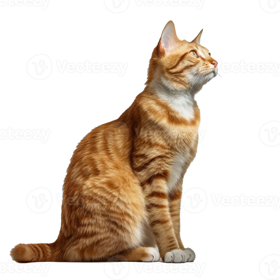 cat isolated on background with png