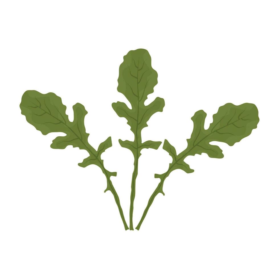 Vegetable with green spatulate shaped leaves denoting arugula icon vector