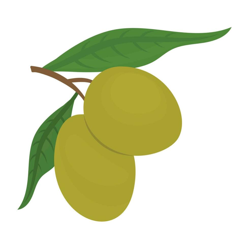 Branch of fresh oval circles with leaves offering olives icon vector