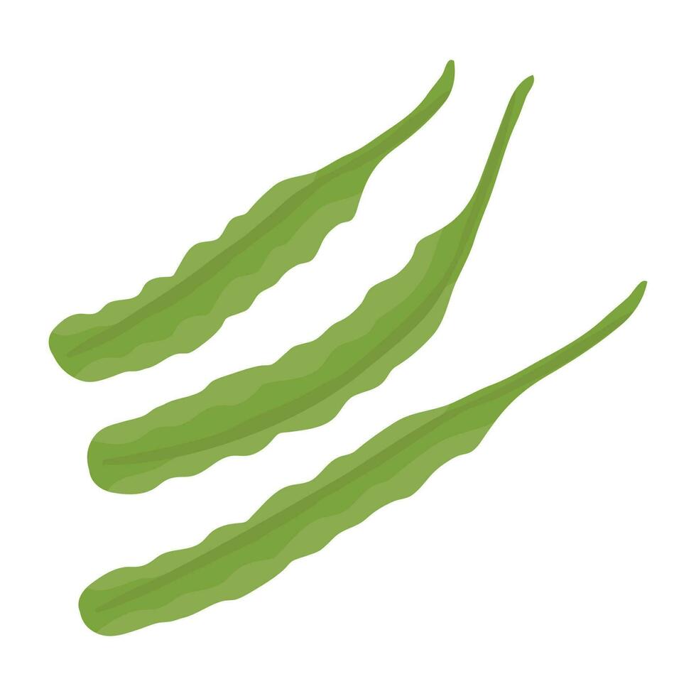 Raw vegetable with round green seeds, peas icon vector