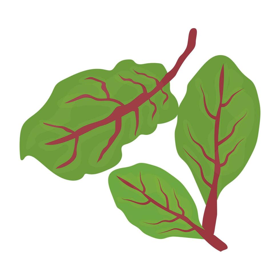 Swiss chard graphic is shown by green leaves with red veins and red pedicel inside vector