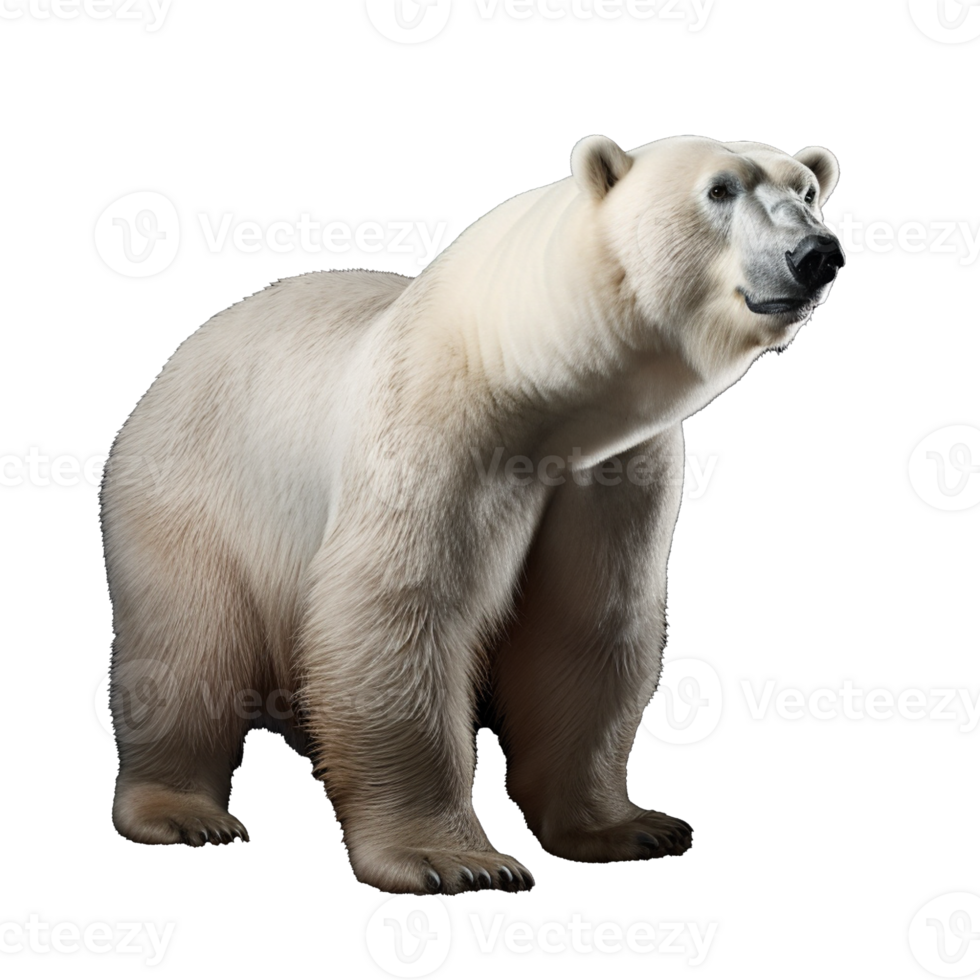 polar bear isolated on background with png