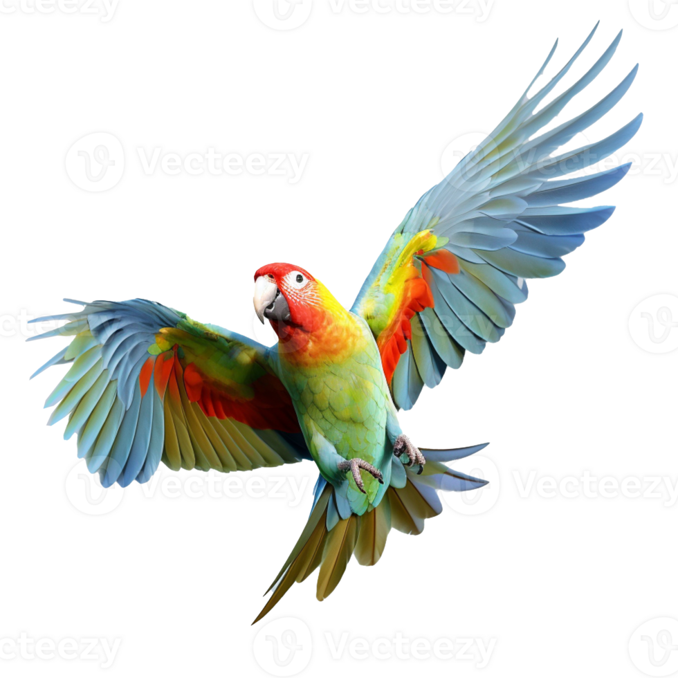 parrot isolated on background with png