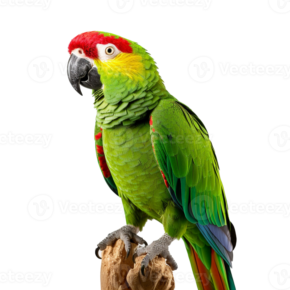 parrot isolated on background with png