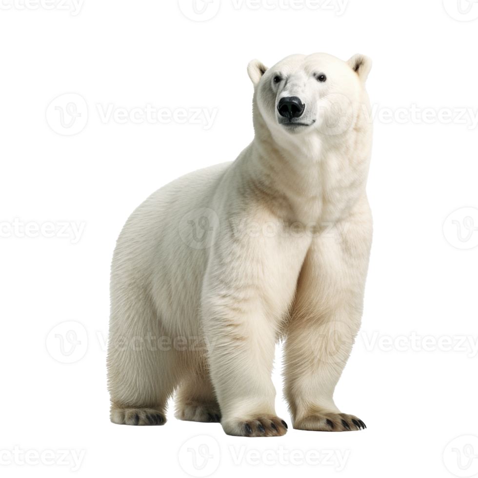 polar bear isolated on background with png