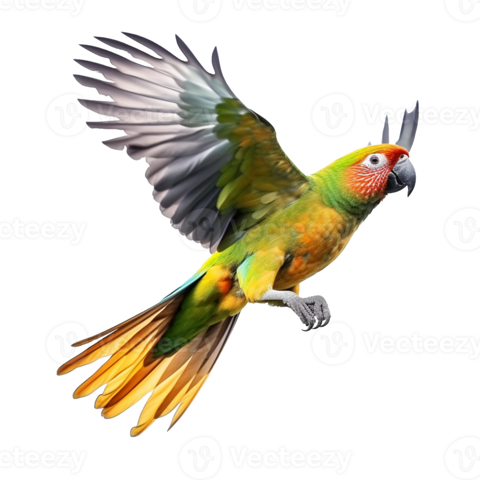 parrot isolated on background with png