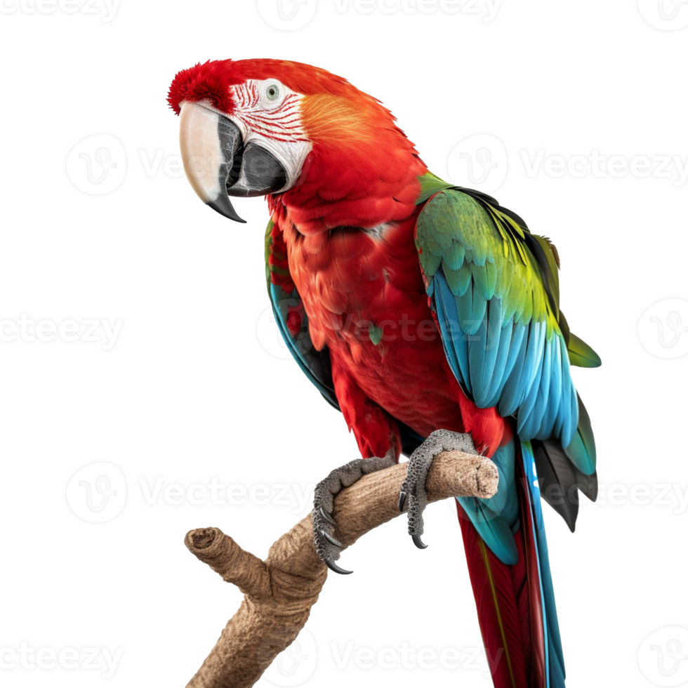 parrot isolated on background with png