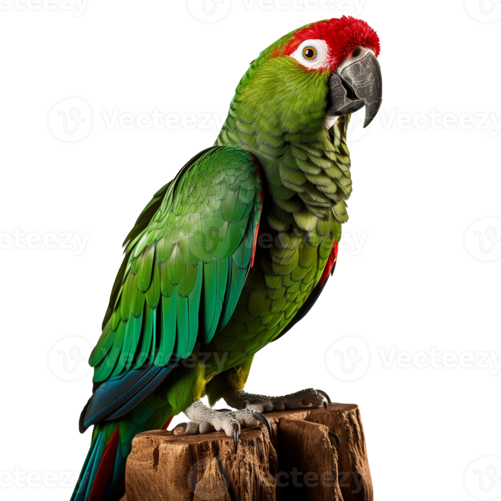 parrot isolated on background with png