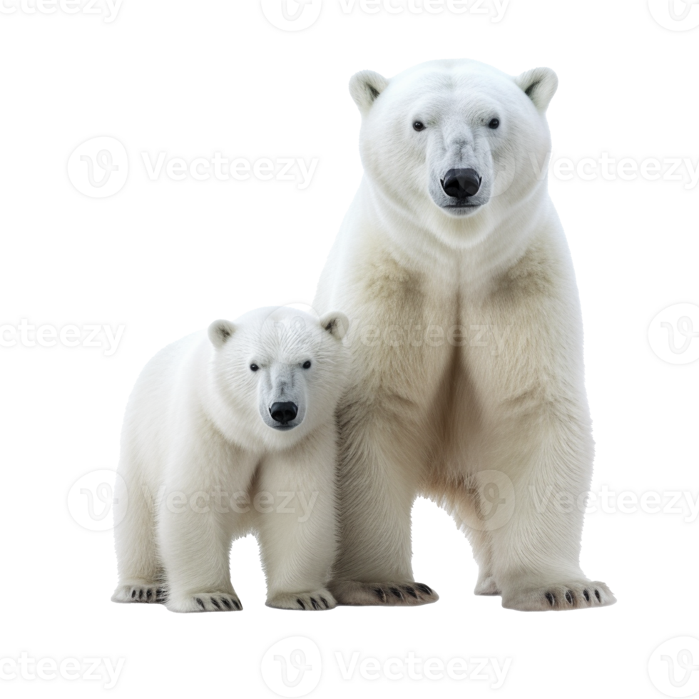 polar bear isolated on background with png
