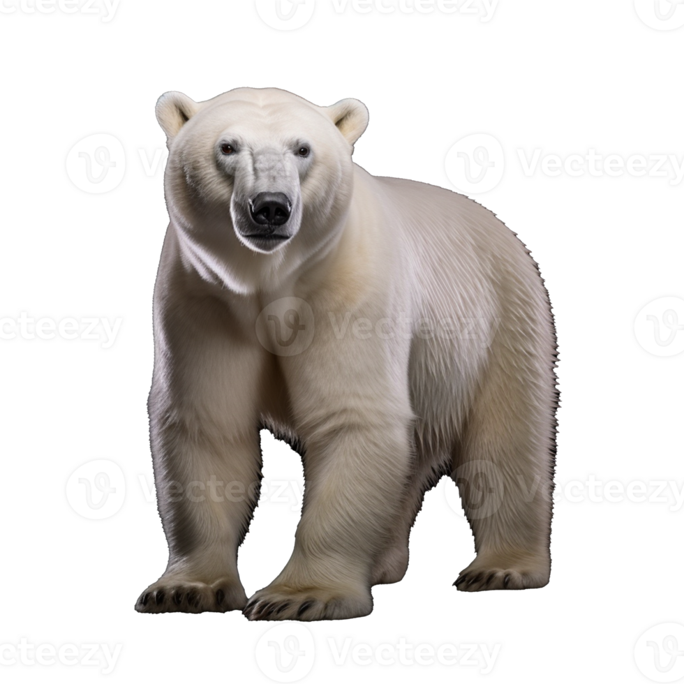 polar bear isolated on background with png