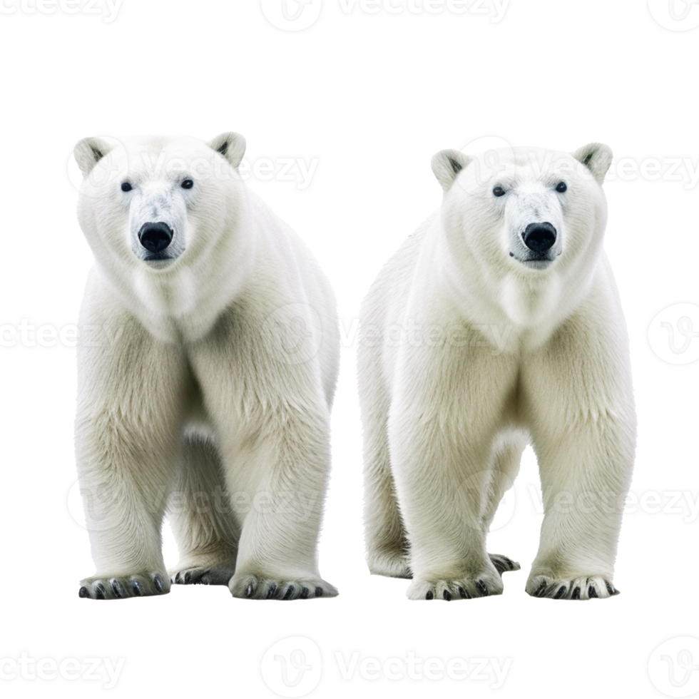 polar bear isolated on background with png