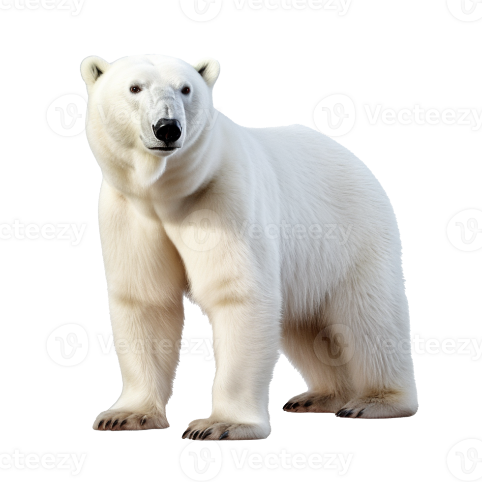 polar bear isolated on background with png